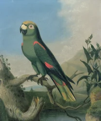A Green Parrot on a Branch